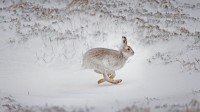 在白雪覆盖的高地上奔跑的雪兔，苏格兰 (© SCOTLAND: The Big Picture/Minden Pictures)