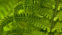春日里的荚果蕨细节图，华盛顿州 (© Stephen Matera/Tandem Stills + Motion)