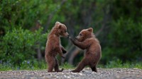 在迪纳利国家公园中玩耍的灰熊幼崽，阿拉斯加  (© Ron Niebrugge/Alamy)
