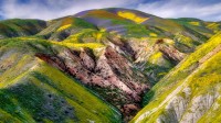 卡里佐平原国家纪念区的野花，加利福尼亚 (© Dennis Frates/Alamy)