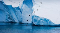 从冰山跃入水中的阿德利企鹅，南极 (© Mike Hill/Getty Images)