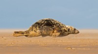 正爬上唐娜·诺克沙滩的灰海豹，英格兰北林肯郡 (© Frederic Desmette/Minden Pictures)