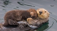 海獭妈妈和新生的幼崽，加利福尼亚州蒙特雷湾 (© Suzi Eszterhas/Minden Pictures)