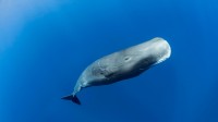 在多米尼加罗索海岸附近的抹香鲸，加勒比海 (© Tony Wu/Minden Pictures)