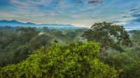 La Selva生物站热带雨林树冠上的黑嘴巨嘴鸟，哥斯达黎加 (© Greg Basco/Minden Pictures)