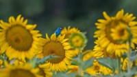 向日葵上的靛蓝彩旗鸟 (© William Krumpelman/Getty Images)