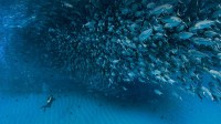 加利福尼亚湾中数千条杰克鱼成群游动，墨西哥普尔莫角国家公园 (© Christian Vizl/Tandem Stills + Motion)