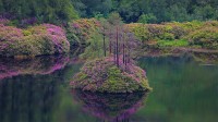 格伦·埃蒂夫盛开着石南花的小湖，苏格兰 (© Oliver Hellowell/Minden Pictures)