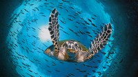 正在潜水的绿蠵龟，澳大利亚大堡礁 (© imageBROKER/Alamy)