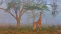 纳库鲁湖国家公园中的罗氏长颈鹿，肯尼亚 (© Theo Allofs/Minden Pictures)