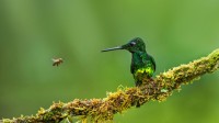 皇辉蜂鸟和蜜蜂，哥伦比亚 (© Jiri Hrebicek/Alamy)