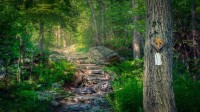 阿巴拉契亚国家步道,新泽西州斯托克斯州立森林 (© Frank DeBonis/Getty Images)