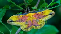 A Loepa oberthuri moth (© Robert Thompson/Minden Pictures)