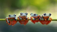 Javan tree frogs sitting together on a stalk in Indonesia (© SnapRapid/Offset by Shutterstock)