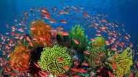 珊瑚礁周围的丝鳍拟花鮨鱼群，澳大利亚昆士兰大堡礁 (© Gary Bell/Minden Pictures)