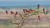 姆科马齐国家公园的北部胭脂红食蜂鸟和欧洲食蜂鸟，坦桑尼亚 (© webguzs/Getty Images)