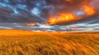 东洛锡安的金黄麦田，苏格兰 (© Scott Masterton/plainpicture)