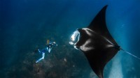 巨型海洋蝠鲼和摄影师，澳大利亚宁格罗海岸 (© Shutterstock Premier)