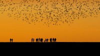秋季在湿地上空迁徙的椋鸟群 (© Viking/Alamy)