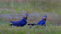 潘塔纳尔湿地的风信子金刚鹦鹉，巴西 (© David Pattyn/Minden Pictures)