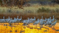 野生动物保护区中的沙丘鹤和野鸭，美国新墨西哥州 (© Cathy & Gordon Illg/Jaynes Gallery/DanitaDelimont.com)