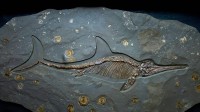 侏罗纪时期的鱼龙化石，英国多塞特 (© Christopher Jones/Alamy)