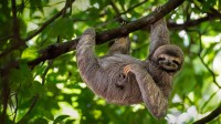 微笑的树懒,哥斯达黎加 (© Lukas Kovarik/Shutterstock)