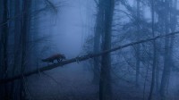 黑林山中的赤狐，德国 (© Klaus Echle/Minden Pictures)