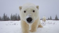 好奇地看着相机的北极熊，加拿大丘吉尔镇 (© Matthias Breiter/Minden Pictures)