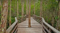 螺旋沼泽鸟兽禁猎区的小径,佛罗里达州 (© Bill Gozansky/Alamy)