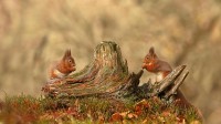 凯恩戈姆山国家公园的欧亚红松鼠，苏格兰高地 (© Scotland: The Big Picture/Minden Pictures)