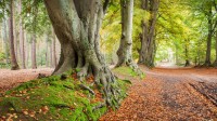 古老的水青冈树，英国北安普顿郡 (© Andrew Baskott/Alamy)