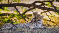 Mother cheetah and her cub in the Maasai Mara nature reserve, Kenya (© gudkovandrey/Adobe Stock)