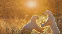 两只玩耍的北极熊，加拿大丘吉尔镇 (© Cheryl Ramalho/Getty Images)