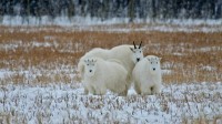 育空地区的落基山羊，加拿大 (© Mark Newman/Getty Images)