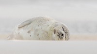 睡在海滩上的竖琴海豹，纽约长岛 (© Vicki Jauron, Babylon and Beyond Photography/Getty Images)