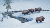 黄石国家公园的美洲野牛，美国怀俄明州 (© Steve Gettle/Minden Pictures)