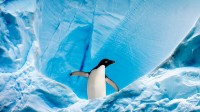 格雷厄姆海峡的阿德利企鹅，南极洲南极半岛 (© Nick Garbutt/Minden Pictures)
