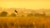 正在狩猎的短耳鸮，英格兰林肯郡 (© Ben Hall/Minden Pictures)