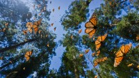 漫天飞舞的黑脉金斑蝶，墨西哥 (© Sylvain Cordier/Minden Pictures)