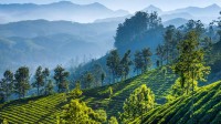 慕那尔山区的茶园，印度喀拉拉邦 (© SvitlanaBelinska/iStock/Getty Images Plus)