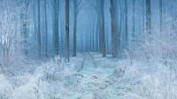 白霜覆盖下的山毛榉林，英格兰多塞特郡 (© Guy Edwardes/Minden Pictures)