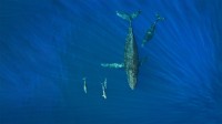 在海洋里畅游的座头鲸和海豚，美国夏威夷州 (© drewsulockcreations/Getty Images)