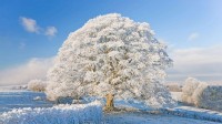 霜雪覆盖下的科茨沃尔德，英格兰 (© Peter Adams/Getty Images)