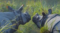 加济兰加国家公园里的两头印度犀，印度阿萨姆邦 (© Robert Harding World Imagery/Shutterstock)