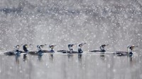 在暴风雪中畅游的鸬鹚，德国黑森州 (© Wilfried Martin/Getty Images)