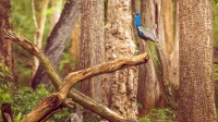 纳加尔霍雷国家公园的孔雀，印度卡纳塔克邦 (© Vivek BR/Shutterstock)