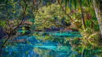 奥卡拉国家森林中的杜松泉，美国佛罗里达州 (© Michael Warren/Getty Images)