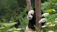 扶着树干的大熊猫，四川卧龙国家级自然保护区 (© Katherine Feng/Minden Pictures)