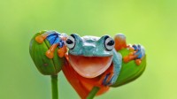 鲜艳多彩的爪哇树蛙，印度尼西亚 (© kuritafsheen/Getty Images)